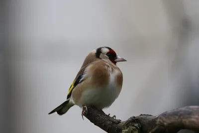 goldfinch - щегол | en.wikipedia.org/wiki/European_goldfinch… | Flickr