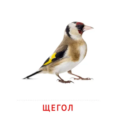 Щегол, или черноголовый щегол — Carduelis carduelis / Галерея / Птицы России