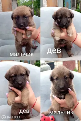 Жители Тверской области ищут дом для истощенной собаки и ее щенят |  официальный сайт «Тверские ведомости»