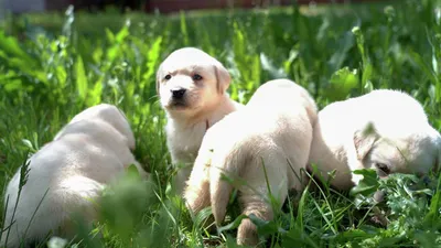 Royal Canin Mini Puppy | Сухой корм для щенят малых размеров, 2 КГ  (ID#1791171827), цена: 603.19 ₴, купить на Prom.ua