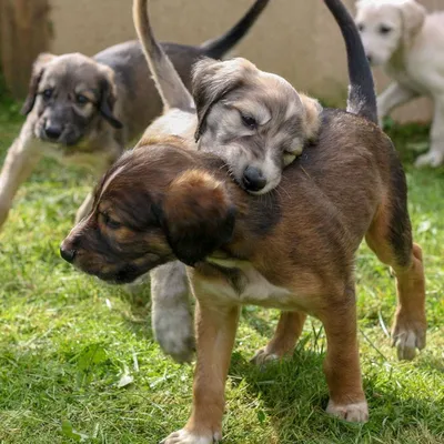 5 прелестных щенят Retriever Labrador Стоковое Фото - изображение  насчитывающей головка, прелестное: 73643784