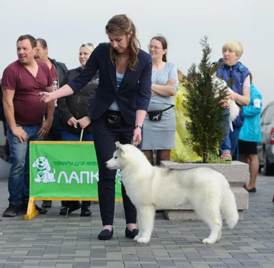 Гельминтал Сироп для щенков и собак менее 10 кг от ленточных и круглых  гельминтов 10 мл | Купить в Москве