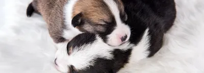 Сухой корм для щенков до 2 месяцев, беременных и кормящих собак мелких  пород Royal Canin Mini Starter, 8,5 кг - купить с доставкой по выгодным  ценам в интернет-магазине OZON (141838267)