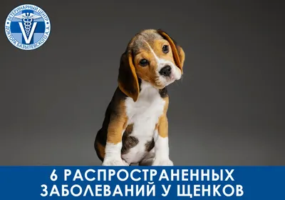 Как назвать щенка: лучшие клички для щенков-«мальчиков» и «девочек» | Royal  Canin UA