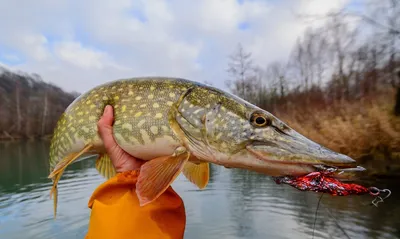 Рыбачка на реке Псел поймала щуку с чумой - фото рыбы | РБК Украина