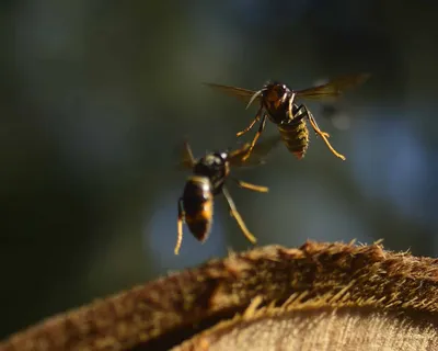 Азиатский шершень создал угрозу для европейских пчел | ИА Красная Весна