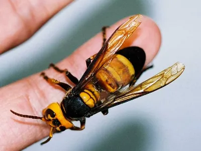 Шершень: 13 фактов из жизни насекомого