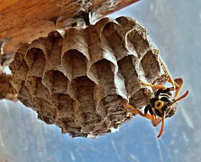 Полет шершня: как уберечься от опасного насекомого - 26.09.2018, Sputnik  Абхазия