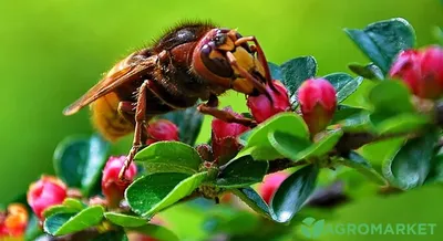 Расселение гигантского азиатского шершня – потенциальная угроза  американскому и мировому пчеловодству