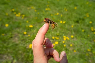 Шершень (Vespa crabro)