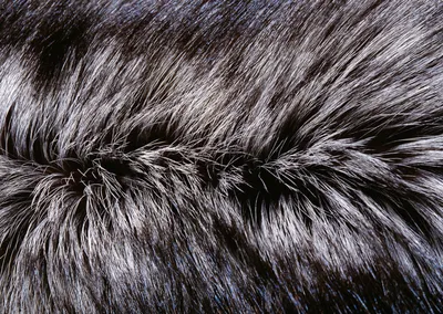 Скачать текстуру в высоком разрешении: шкура животного волк, шерсть,  текстура