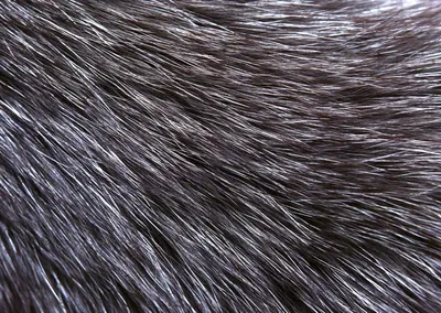 Скачать текстуру в высоком разрешении: шкура животного волк, шерсть,  текстура