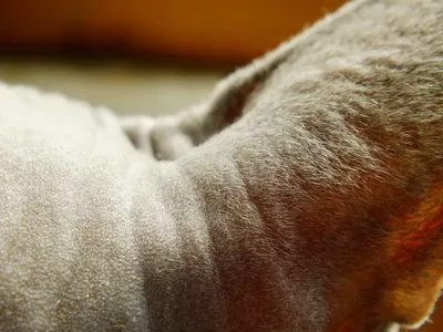 Жирная шерсть у кошки - Кожа вашей кошки - Дуксо S3 RU