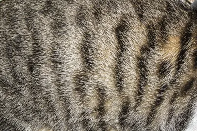Текстура шерсти кошки - 25 фото
