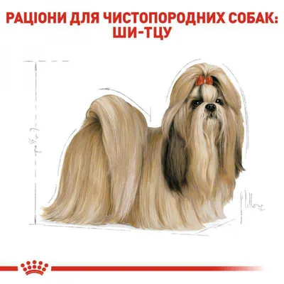 Пропала собака в Московской области, порода ши-тцу | Pet911.ru