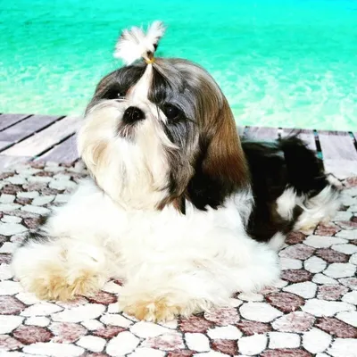 Собака ши-тцу с булочкой для волос | Премиум Фото
