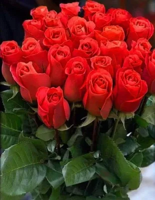 Шикарный букет с гортензиями и пионовидными розами купить в Киеве: цена,  заказ, доставка | Магазин «Камелия»