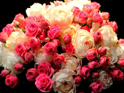 Голландские розы (39 фото) - 39 фото