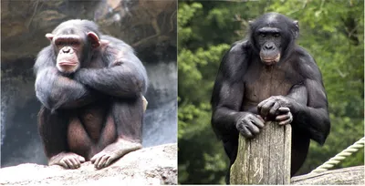 Шимпанзе — Википедия