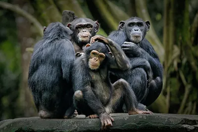 В Великобритании родился детеныш самого редкого в мире шимпанзе — Сноб