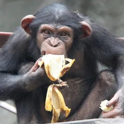 Зоологи выяснили, что элитой шимпанзе всегда становятся агрессивные и  жадные самцы - Газета.Ru | Новости