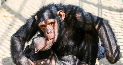 Шимпанзе Обезьяна Млекопитающее - Бесплатное фото на Pixabay - Pixabay