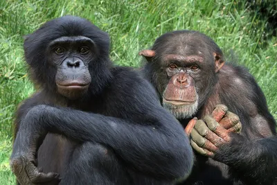 Шимпанзе огромная обнимает малыша …» — создано в Шедевруме