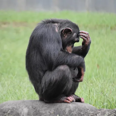 Женщине запретили посещать зоопарк из-за романа с шимпанзе - РИА Новости,  21.08.2021