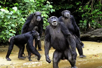 Чем бонобо отличается от шимпанзе: 10 интересных отличий во внешности и  повадках | Приключения натуралиста | Дзен