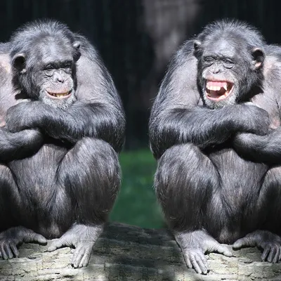 Поразительные факты о шимпанзе, которые доказывают их родство с людьми -  РИА Новости, 30.04.2019