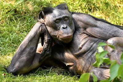 Женщине запретили ходить в зоопарк из-за теплых отношений с шимпанзе -  25.08.2021, Sputnik Беларусь