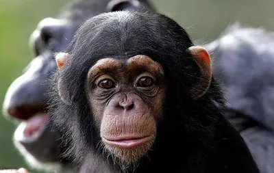 GISMETEO: У шимпанзе выявили признаки примитивного языка - Животные |  Новости погоды.