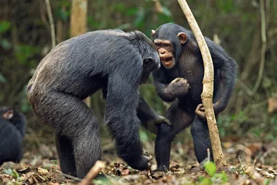 Шимпанзе, как и люди, объединяются против общего врага