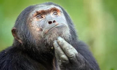 Обезьяны - обезьяна шимпанзе Стоковое Фото - изображение насчитывающей  смешно, скакать: 55806840