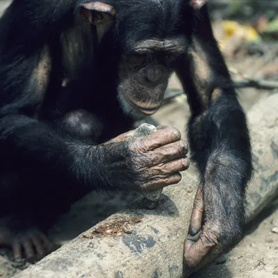 Как живут бонобо: 6 интересных фактов о карликовых шимпанзе | Приключения  натуралиста | Дзен