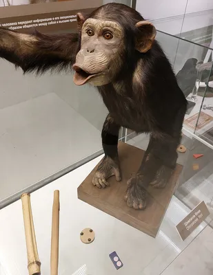 В Фельдман Экопарк родился малыш шимпанзе - FELDMAN-ECOPARK