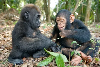 Если создать для шимпанзе все условия, смогут ли они эволюционировать в  новый вид людей | Вокруг Света