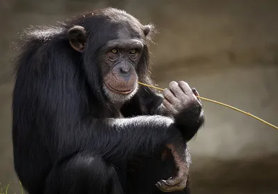 Шимпанзе поставили себя на место человека и даже вжились в его роль - Наука  - ТАСС
