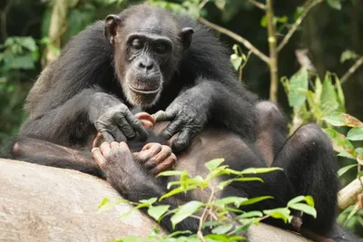 Хватит обезьянничать: смогут ли шимпанзе догнать нас в эволюционном  развитии - Афиша Daily
