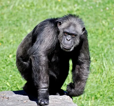 Изысканная обезьяна шимпанзе Стоковое Фото - изображение насчитывающей  мило, млекопитающее: 80672266