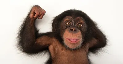 File:Шимпанзе Иони.jpg - Wikimedia Commons