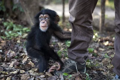 Как защищается шимпанзе — сильный, социальный и находчивый примат |  Приключения натуралиста | Дзен