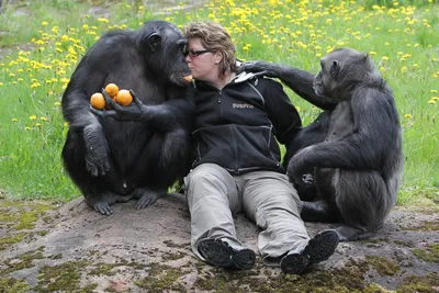 Шимпанзе и гориллы сотрудничают в дикой природе
