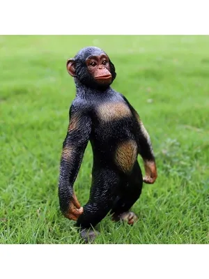 В Габоне группа шимпанзе растерзала более крупных горилл — впервые за  историю наблюдений