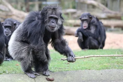 Самцы шимпанзе, потерявшие в детстве родителей, менее конкурентноспособны  во взрослом возрасте