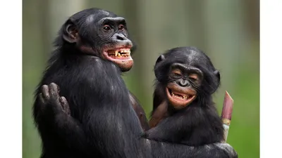 Шимпанзе Животное Обезьяны - Бесплатное фото на Pixabay - Pixabay
