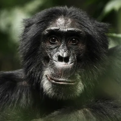 Насколько шимпанзе сильнее человека?