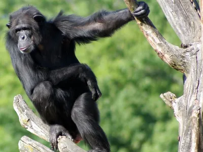 Карликовые шимпанзе способны утешать друг друга