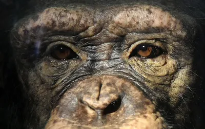 Шимпанзе Улыбающегося 2 — стоковые фотографии и другие картинки Шимпанзе -  Шимпанзе, Горизонтальный, Дикие животные - iStock