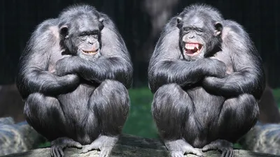 15,763 шимпанзе стоковые фото – бесплатные и стоковые фото RF от Dreamstime